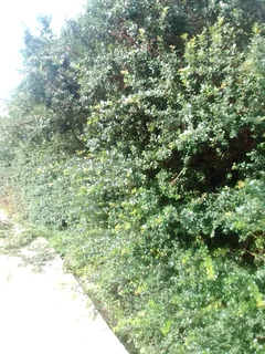 Garden - Ad posted by Walter Mushonga