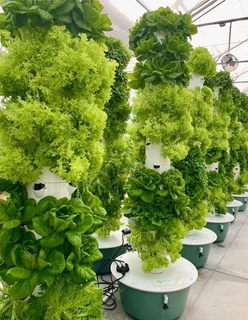 VermiculturePOWDER #Soil amending/Fertilising/Anti-mold/Immune-Booster/Pest Control #WeCourier!