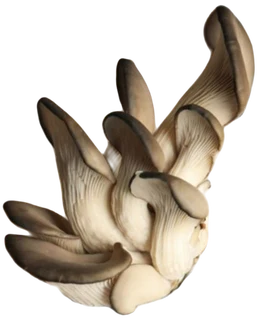 Premium Mushroom/Mycelium Substrate Options! #WeDeliver!