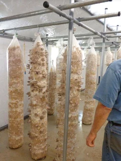 Premium Mushroom/Mycelium Substrate Options! #WeDeliver!