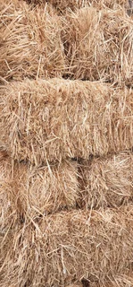 Premium Mushroom/Mycelium Substrate Options! #WeDeliver!