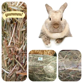 TOP Quality HAYS/QUICK Service/BEST Delivery!