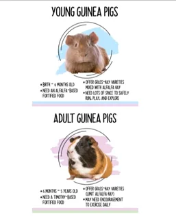 TOP Quality HAYS/QUICK Service/BEST Delivery!