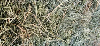 TOP Quality HAYS/QUICK Service/BEST Delivery!