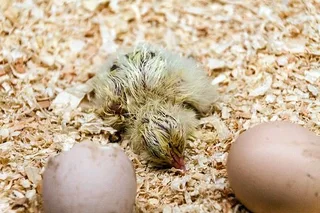 35kg Premium Pineshavings (small Textured)