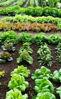 100% Organic Bio-Compost Powder! #Multi-solution (Vermiculture)