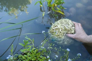 Natural OrganicBarley AlgeaTreatment!