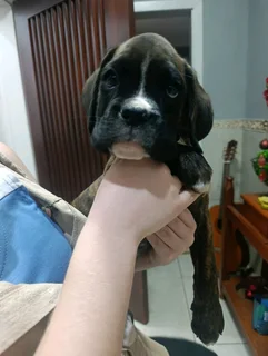 Boxer puppies
