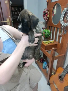 Boxer puppies