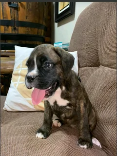 Boxer puppies