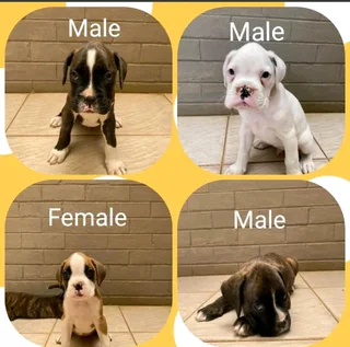 Boxer puppies