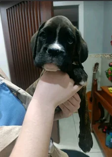 Beautiful boxer puppies