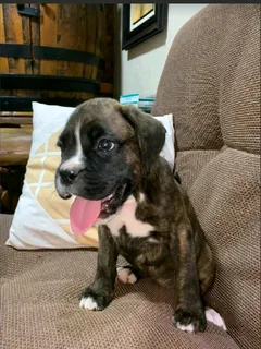 Beautiful boxer puppies