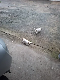 Puppies - Ad posted by Lusanda Guma