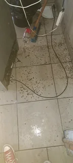 Pest control and disinfects services