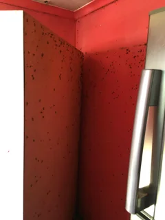 Pest control and disinfects services