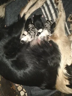 Merle/Tri Colour Border Collies