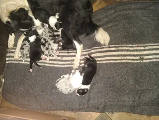 Merle/ Tri Colour Border Collies