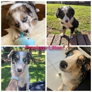 Merle/ Tri Colour Border Collies