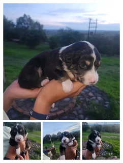 Merle/Tri Colour Border Collies