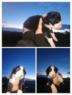 Merle/Tri Colour Border Collies