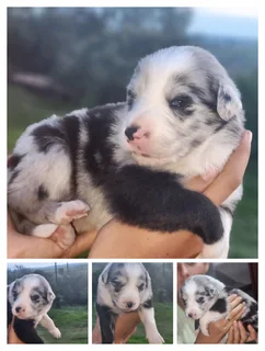 Merle/Tri Colour Border Collies