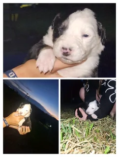 Merle/Tri Colour Border Collies