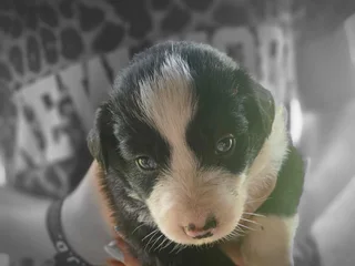 Merle/Tri Colour Border Collies