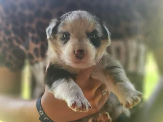 Merle/Tri Colour Border Collies
