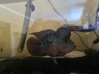 Flowerhorn with fishtank