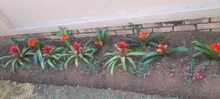 HARDWORKING GARDENER  AVAILABLE