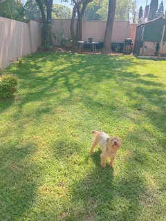 WELL EXPERIENCED GARDNER AVAILABLE