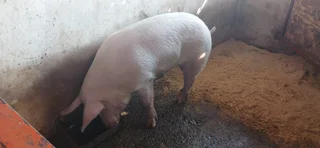Pigs-Breeding Boars Landrace/Large White