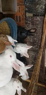 Beautiful rabbits for sale