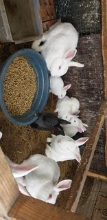 Beautiful rabbits for sale