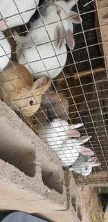 Beautiful rabbits for sale