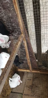 Beautiful rabbits for sale