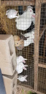 Beautiful rabbits for sale