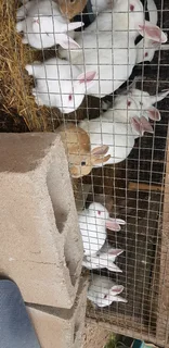 Beautiful rabbits for sale