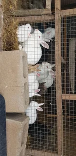 Beautiful rabbits for sale