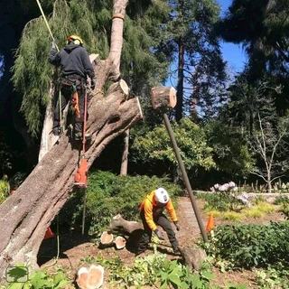 Tree Felling &amp; Stump Removal Services