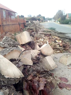 Tree Felling &amp; Stump Removal Services