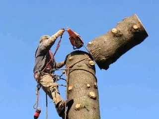 Tree Felling &amp; Stump Removal Services