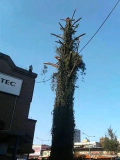 Tree Felling &amp; Stump Removal Services