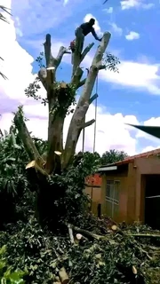 Prifessional Tree Fellers