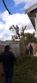 Prifessional Tree Fellers