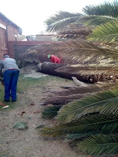 Prifessional Tree Fellers