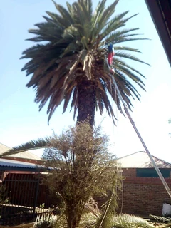 Prifessional Tree Fellers