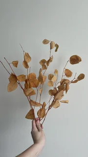 Bunch of Dried Eucalyptus