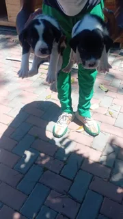 Jack russell puppies